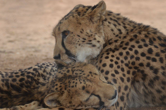 Botswana cheetah conservation economics cost benefit analysis