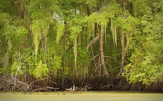 equadorian mangroves