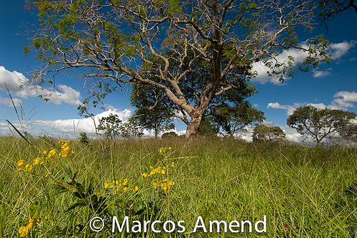 Tree in Lagoa Santa, Minas Gerais, Brazil