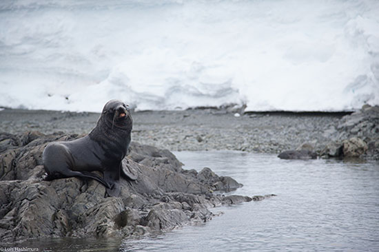 seal_rocks