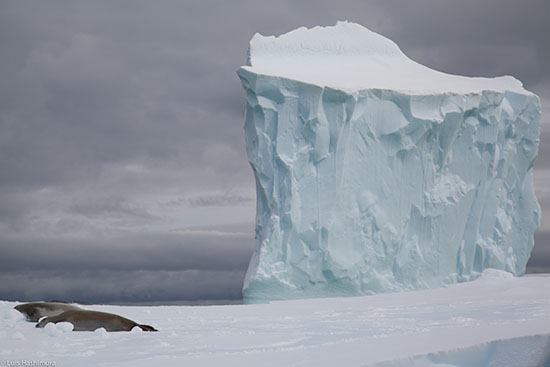 glacier_seal