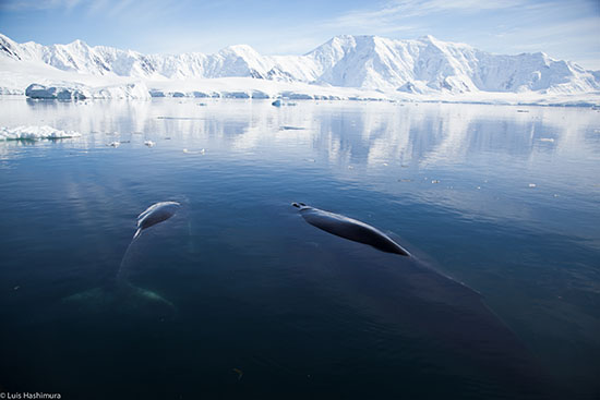 whales