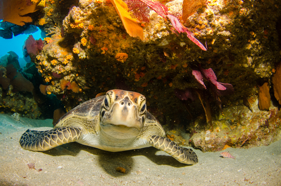 Cabo Pulmo Sea Turtle Conservation Economics Valuation Ecosystem Services Mexico