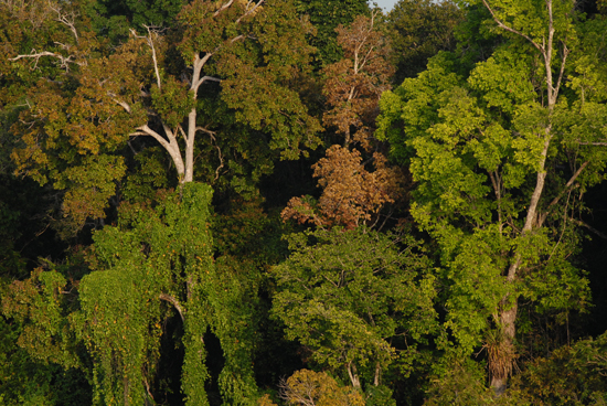Promovendo a implementação do Código Florestal para preservar a biodiversidade brasileira 