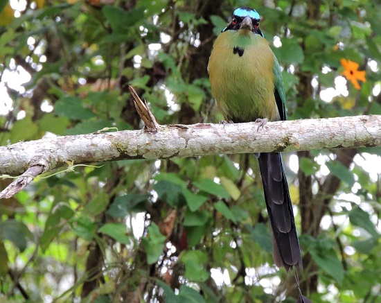 CSF Colombia National Parks PES