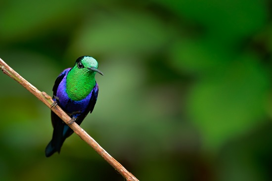 Audubon Colombia Bird Photo