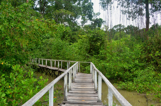 CSF GEF Mangues Pará