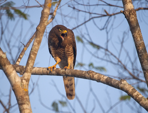 Wildlife CSF Mexico Hawk