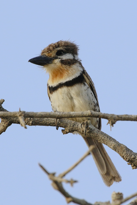 Audubon Colombia Peace Birds Tourism