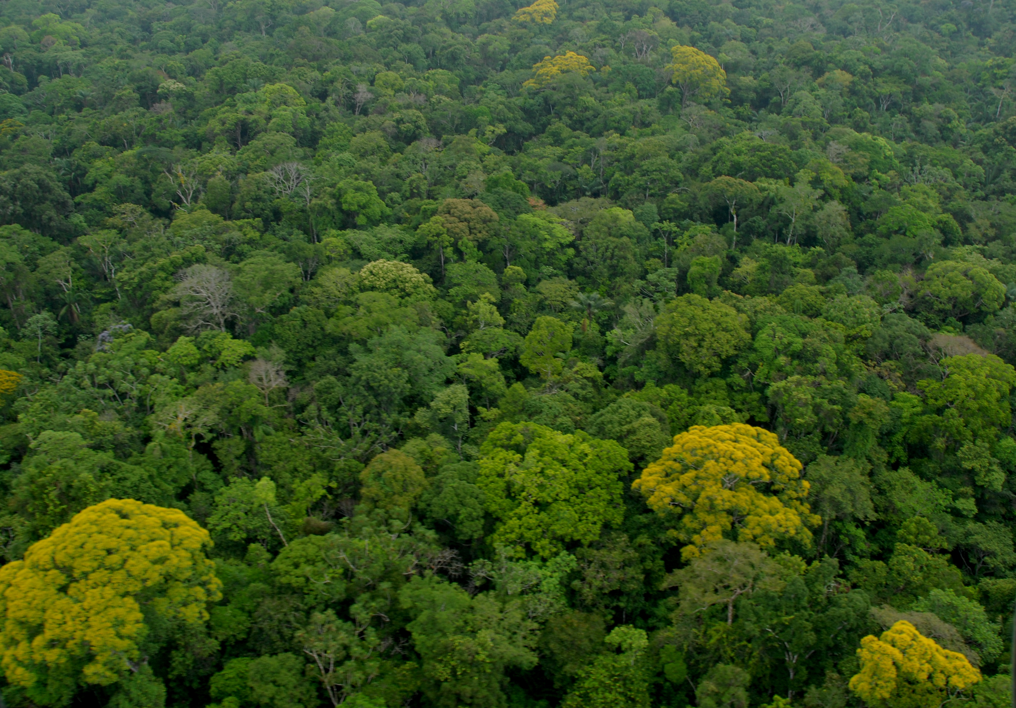 Forest restoration business analysis in Amazonas state, Brazil