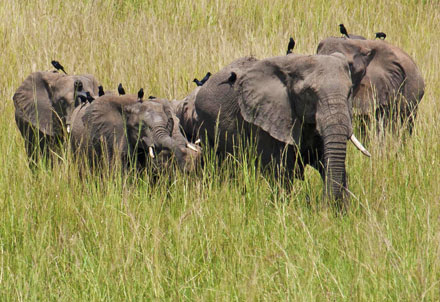 Elephants in the Albertine Rift