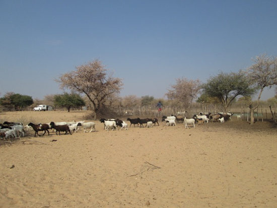 Botswana cheetah conservation goats economics cost benefit analysis