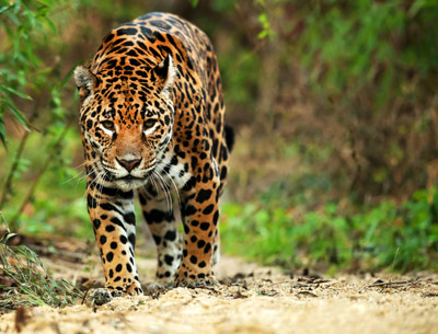 conservation economics CSF strategy fund