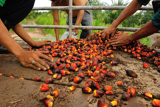 ecosystems markets conservation stanford SSIR journal CSF economics