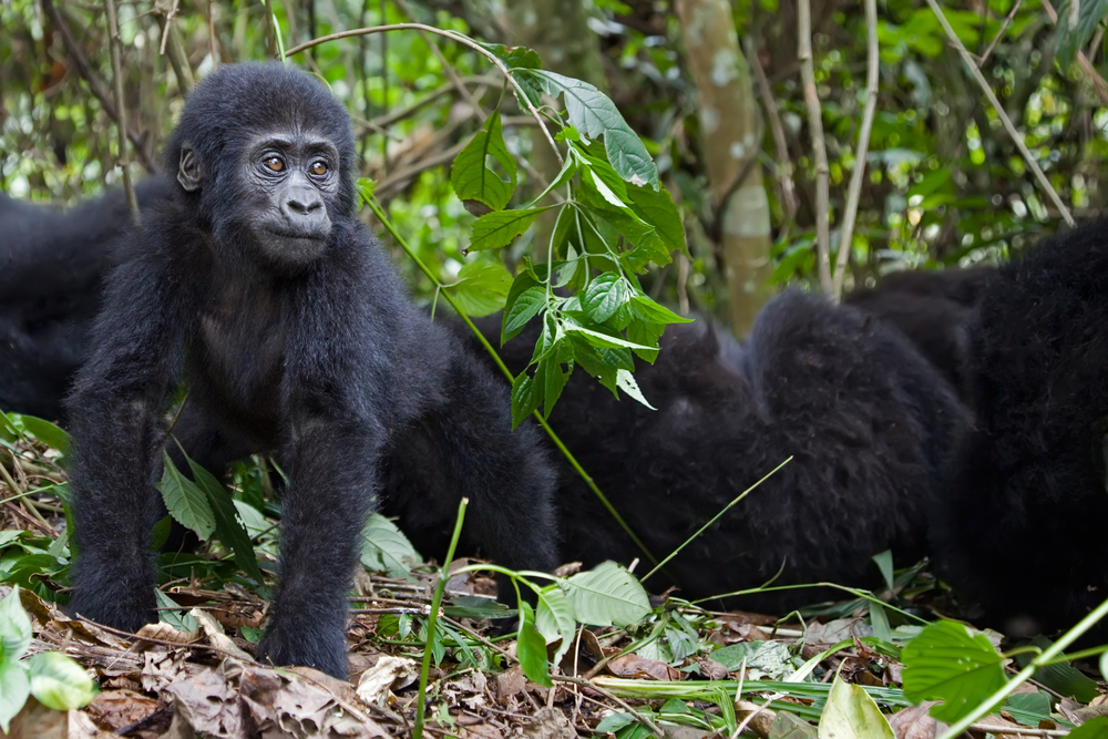 Young Mountain Gorilla in the forest with family behind him or her