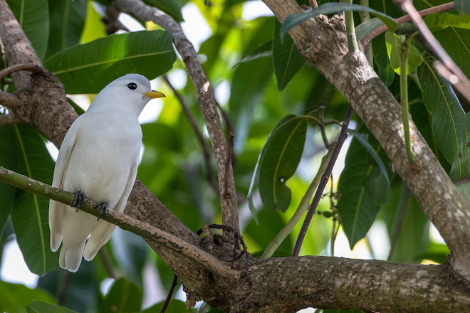 A Yellow-billed Cotinga in Costa Rica. Photo by Mario Arana Garcia/Shutterstock .jpg