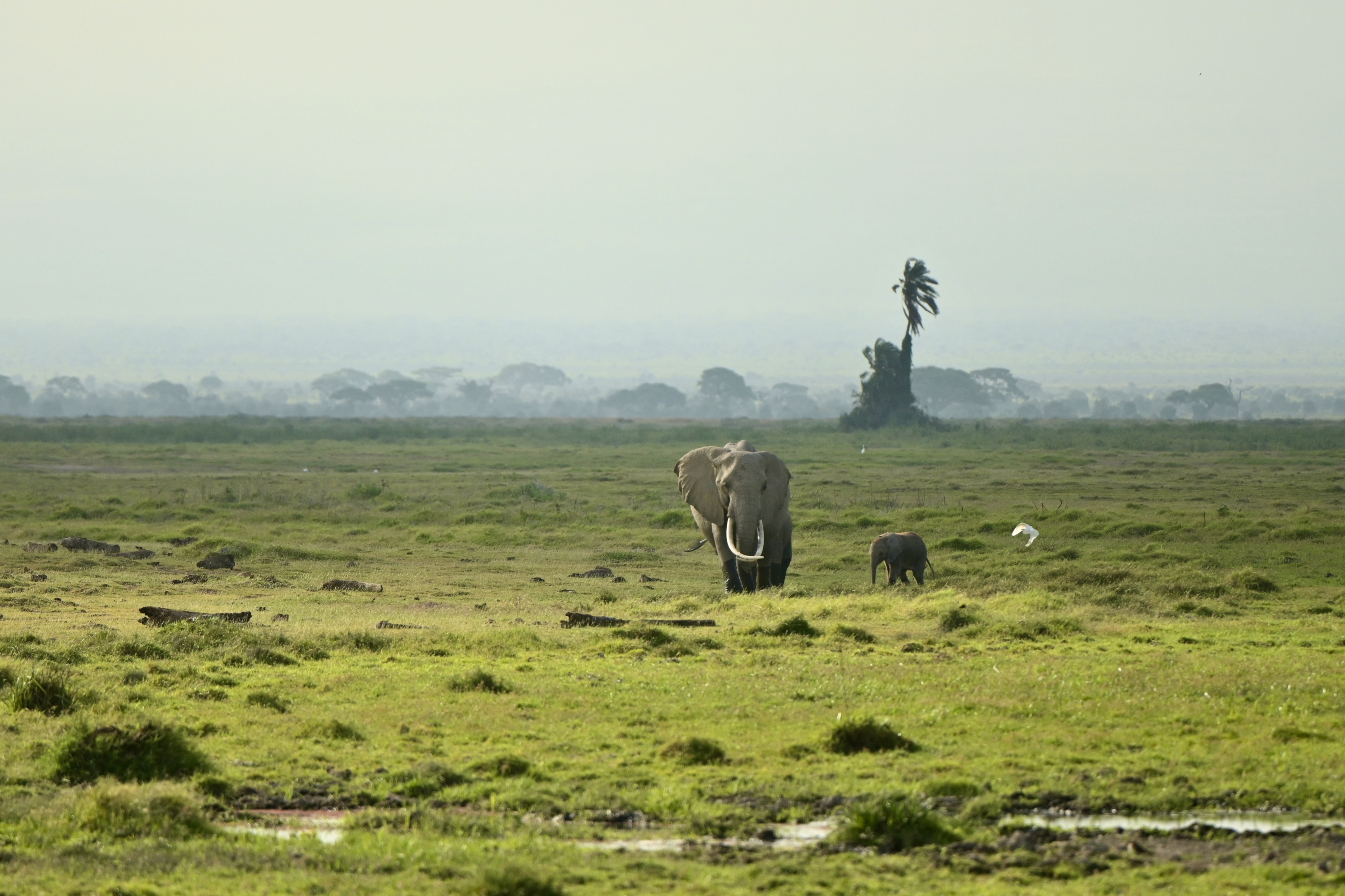 Elephant in Amboseli National Park