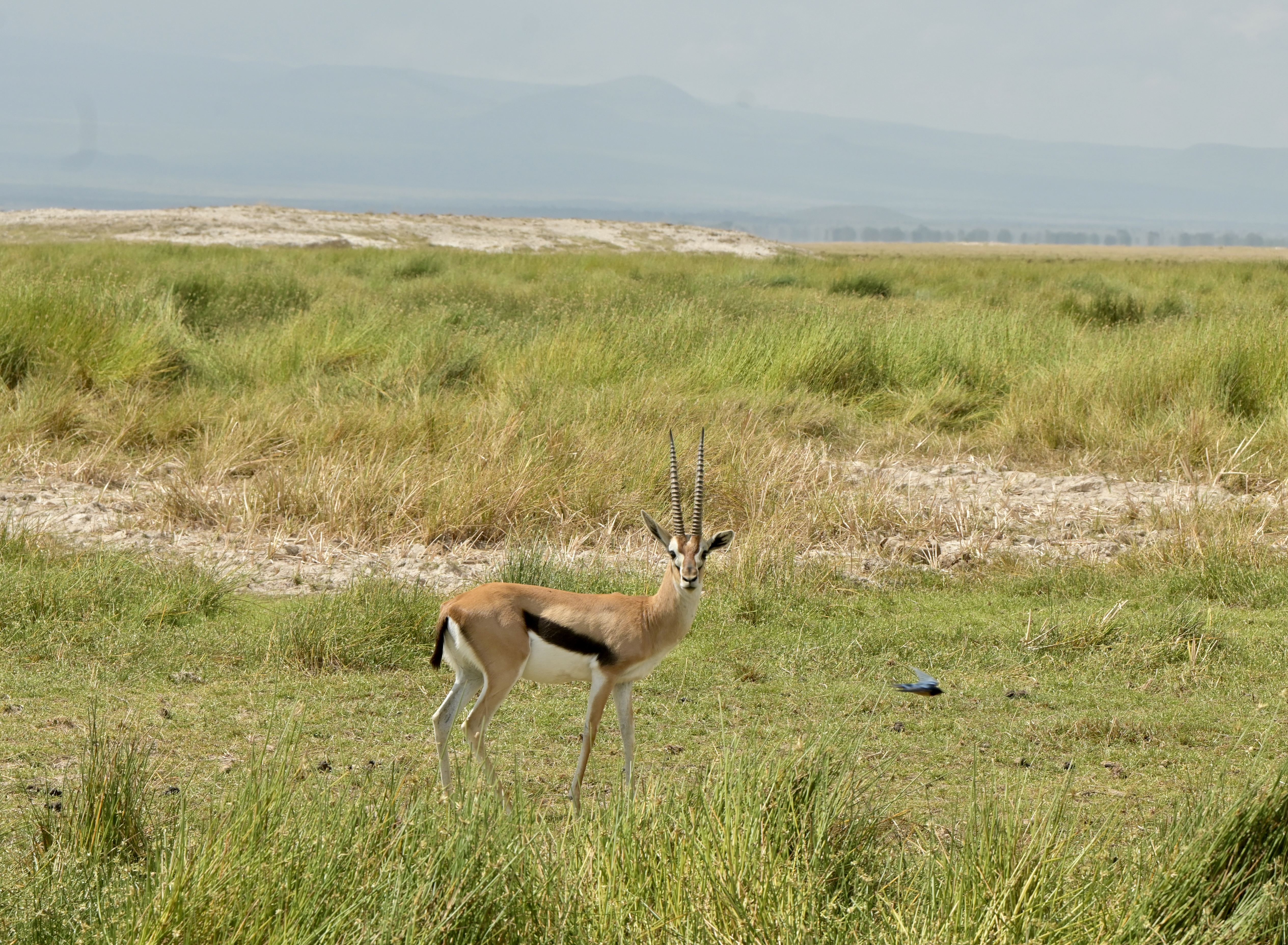 Thomson's gazelle (Eudorcas thomsonii)