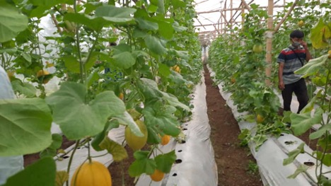 The Golden Melon Aromatic Minion at Bamboo-based Greenhouse. Photo by Abdul Muis Sulaiman