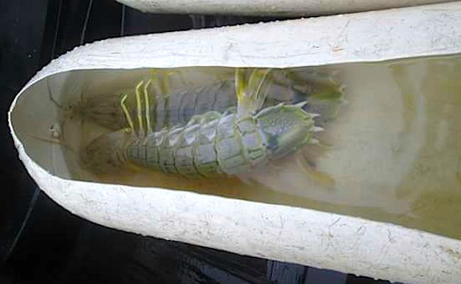 fisheries management Indonesia mantis shrimp