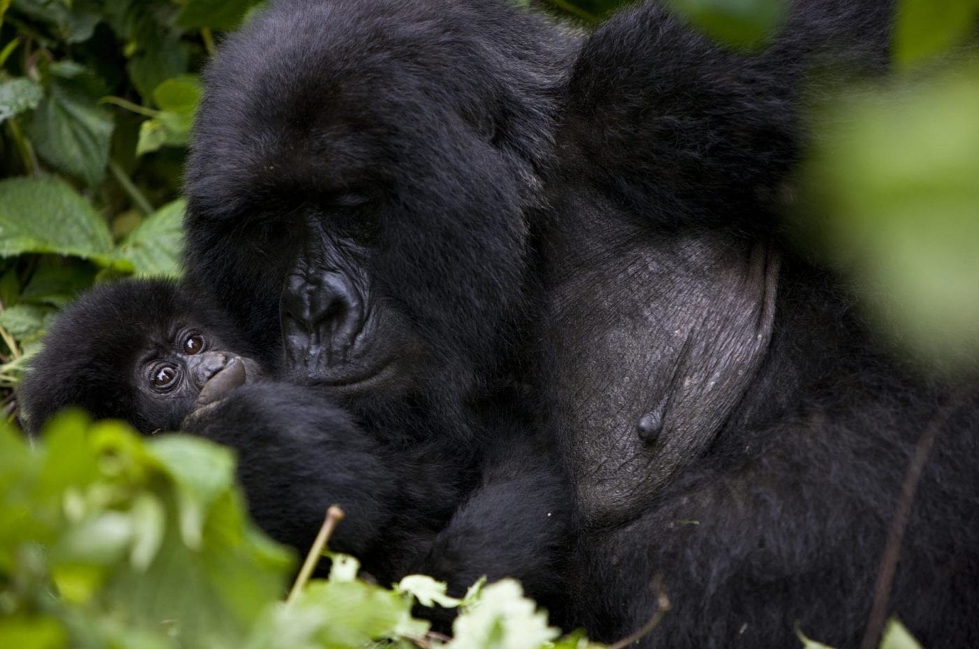 Mountain Gorilla 