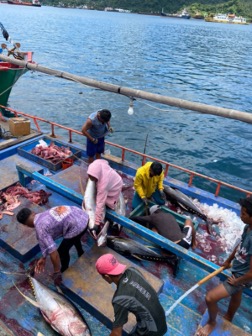 Unloading Tuna at Bitung Fishing Dock. Photo by Cindy Silvia Hadi