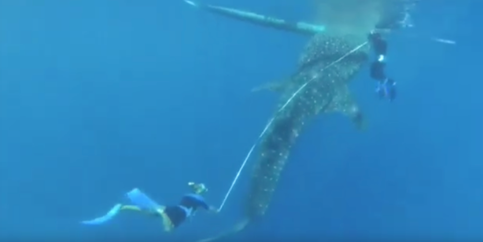 Sri Fitriani Monoarfa Measuring a Whale Shark. Photo Credit: Sri Fitriani Monoarfa.