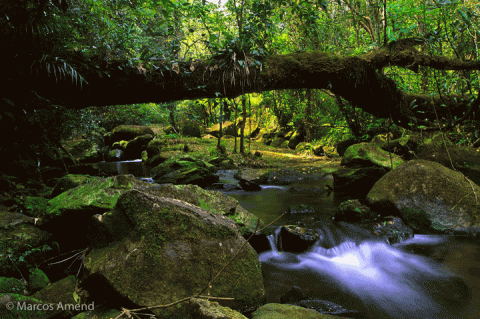 Fundação Florestal image