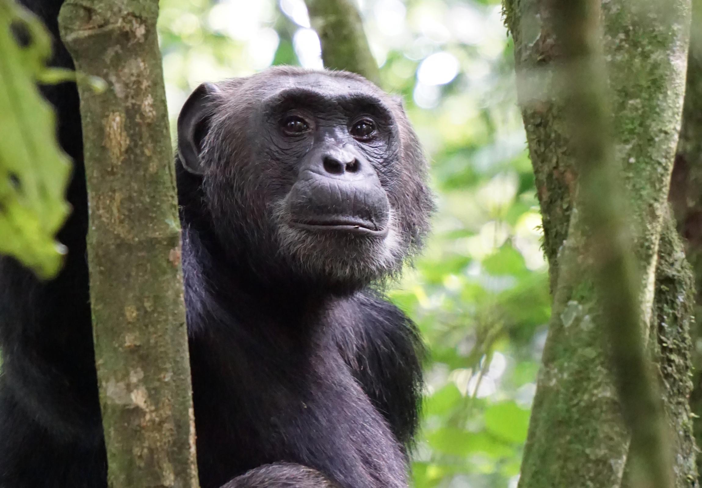 Chimpanzee photo by David Meyers 