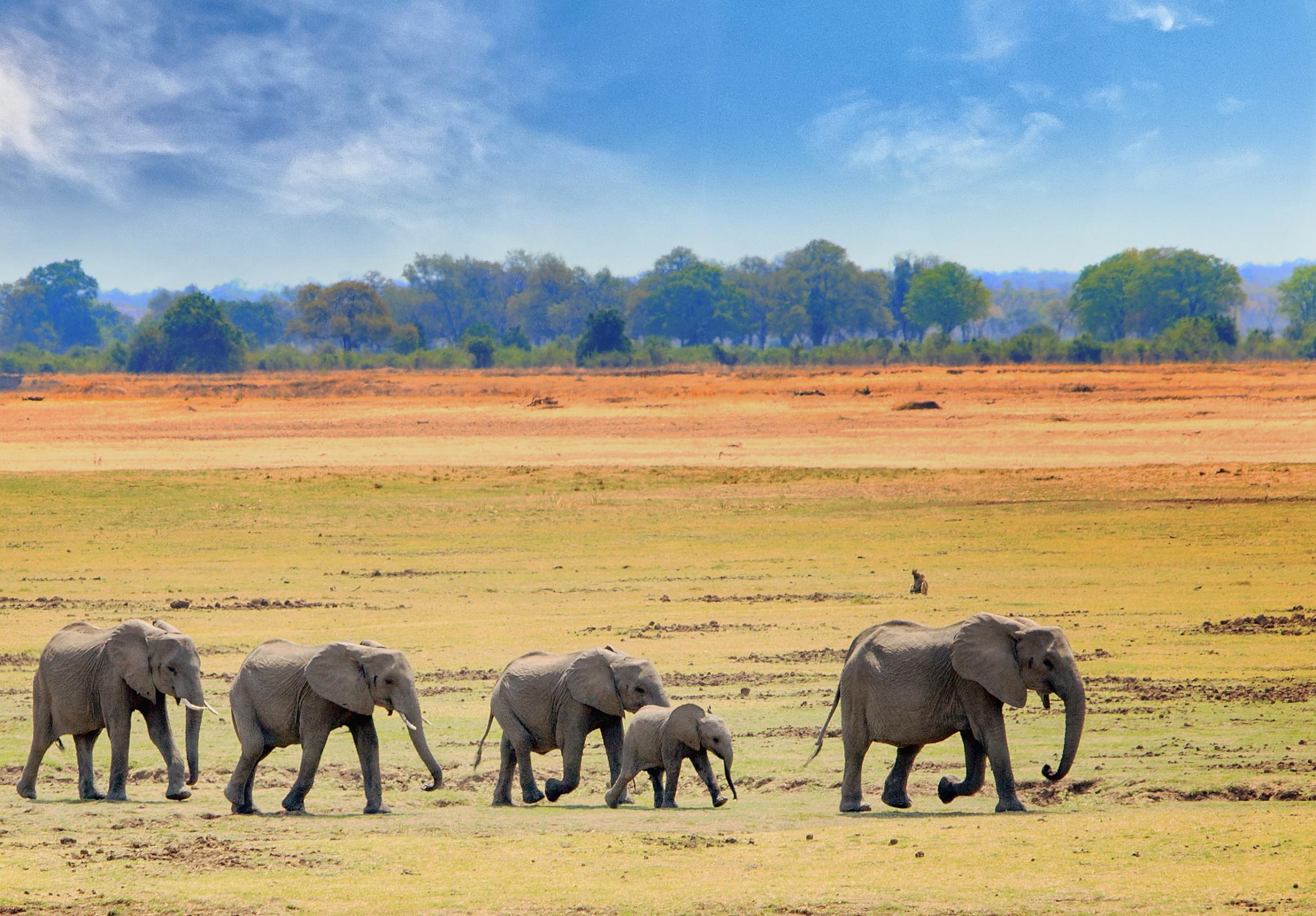 African Elephants by Paula French via Shutterstock 