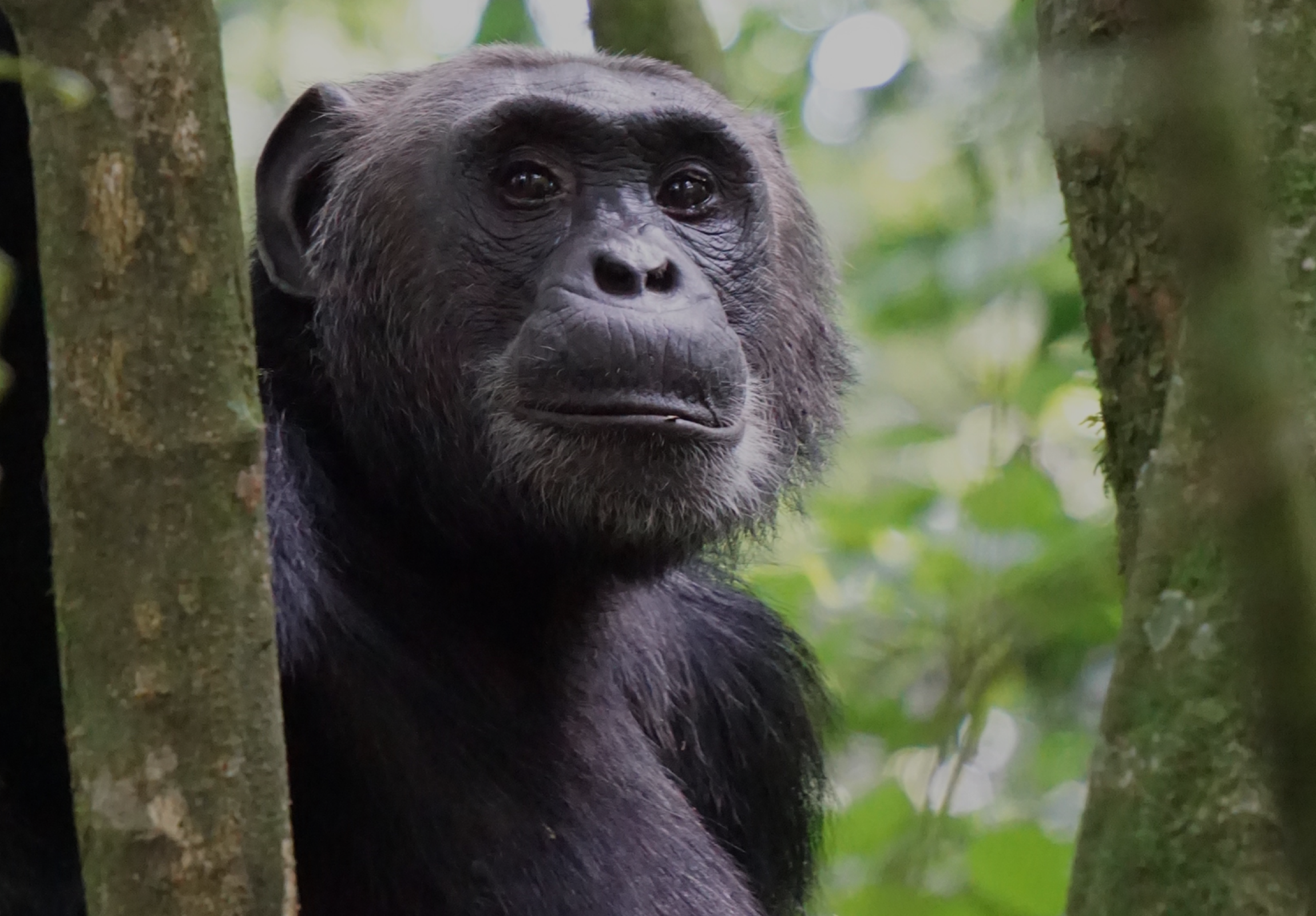 Chimpanzee photo by David Meyers 